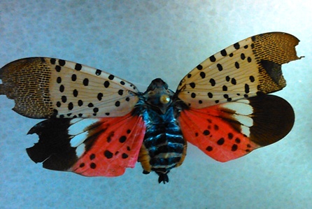 spotted lanternfly1