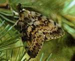 gypsy-moth-male